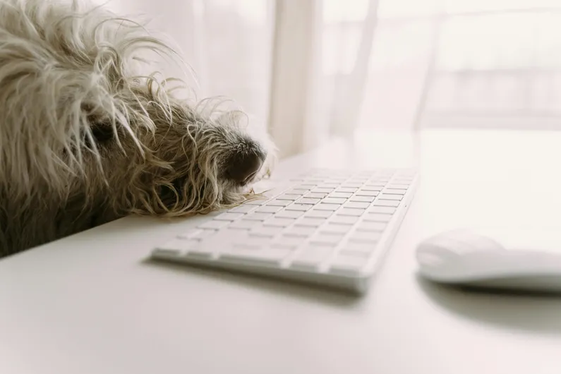 dog-on-computer